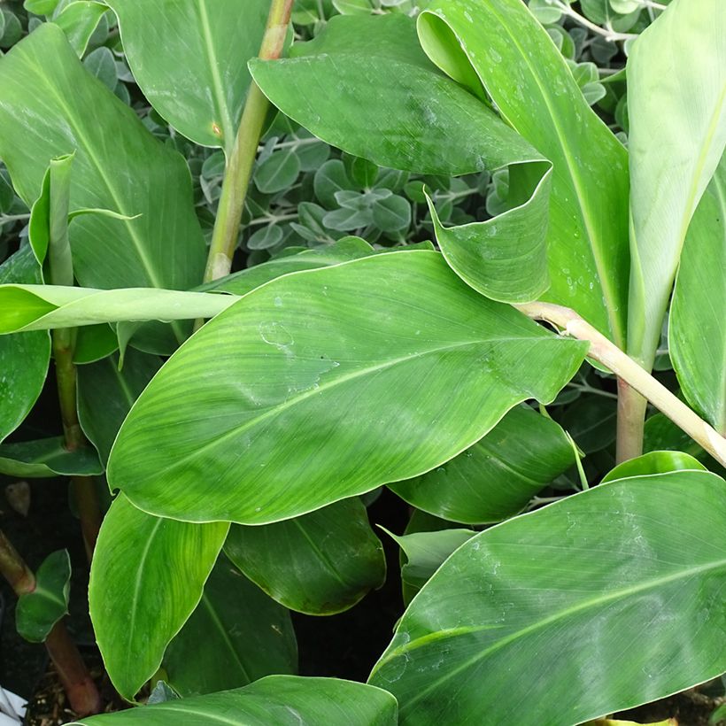 Jengibre blanco - Hedychium gardnerianum (Follaje)