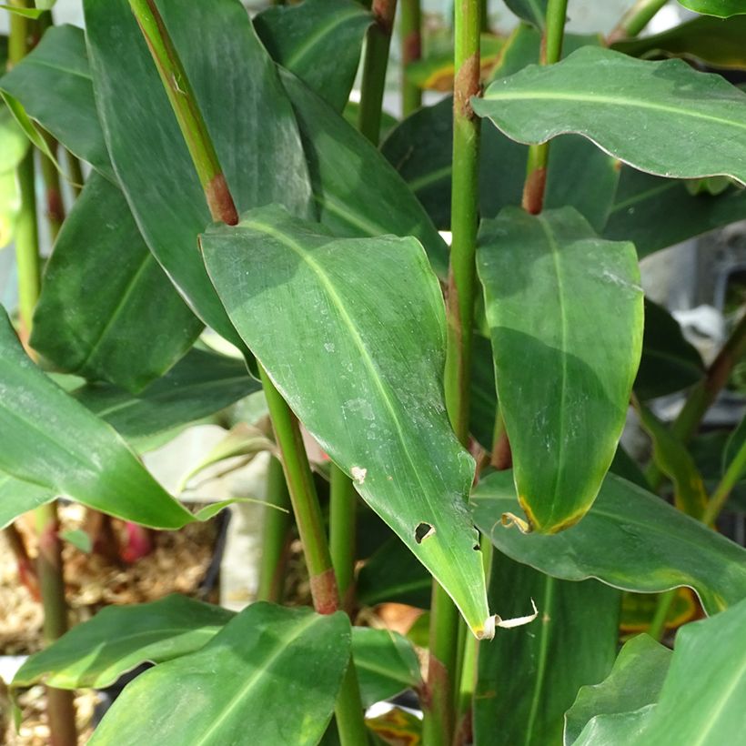 Hedychium deceptum (Follaje)