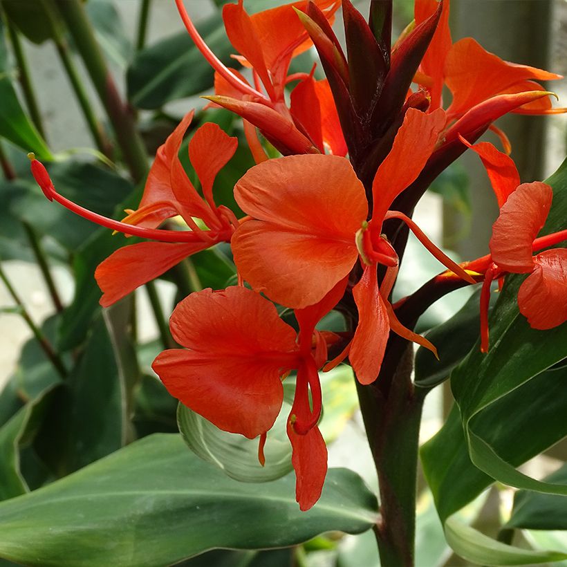 Hedychium deceptum (Floración)