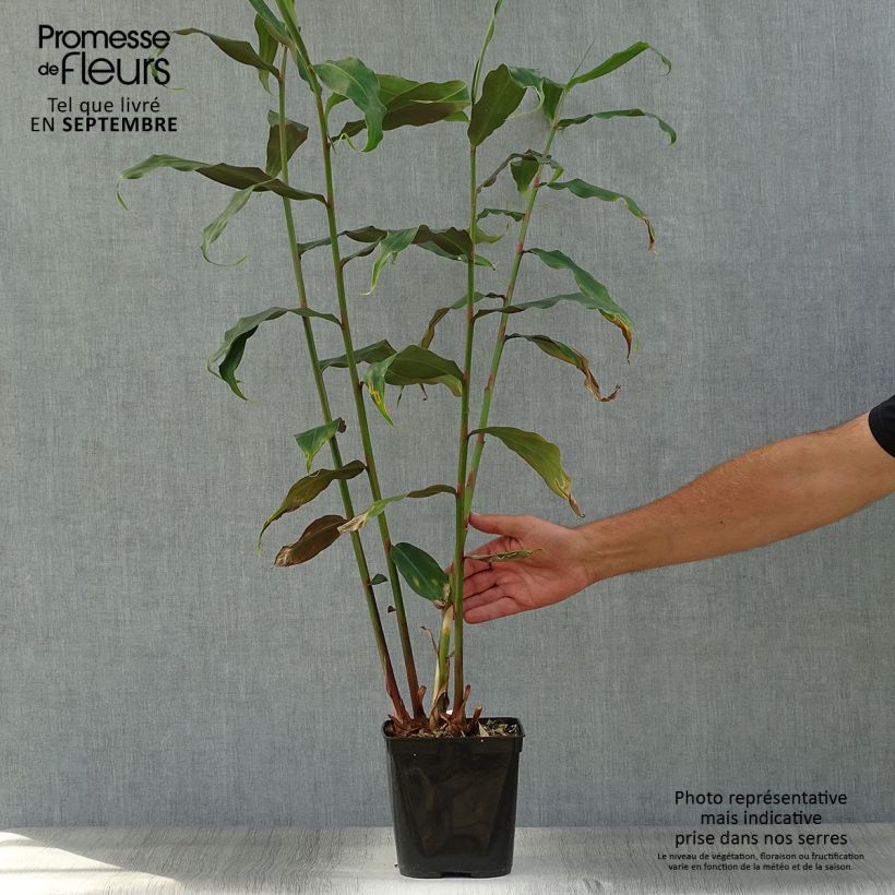 Ejemplar de Hedychium deceptum Maceta 3L/4L entregado en otoño