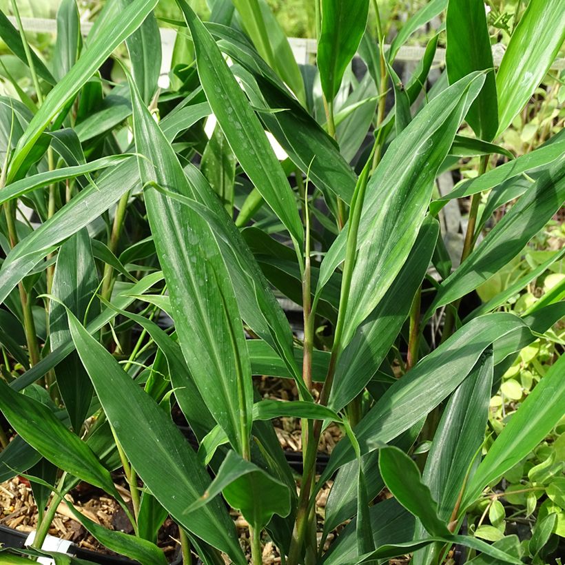 Hedychium villosum var. tenuiflorum (Follaje)
