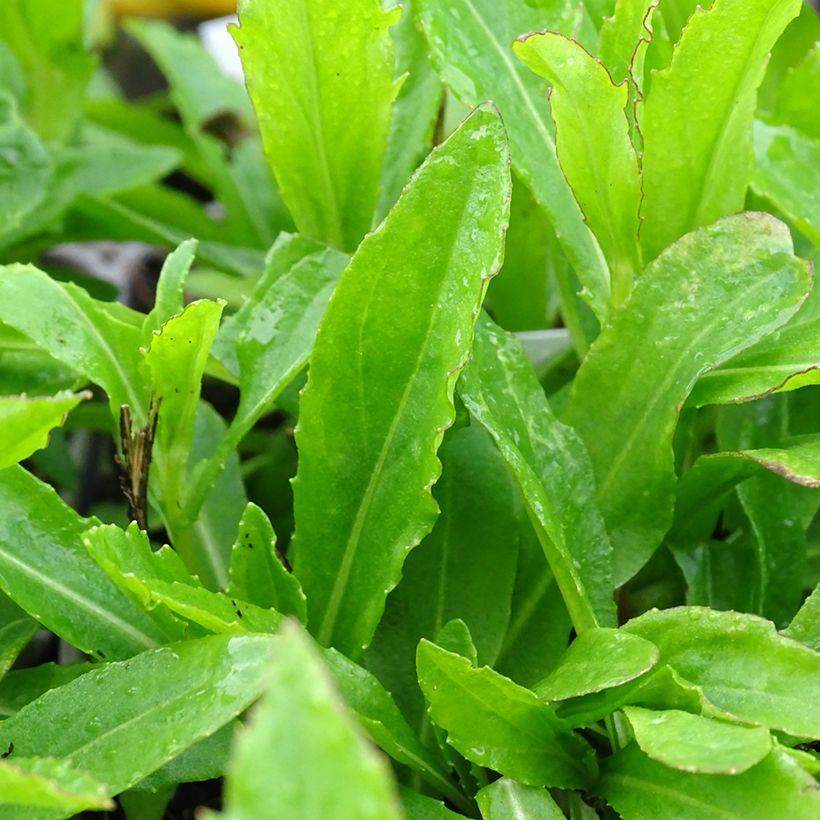 Helenium Okra Sundae (Follaje)