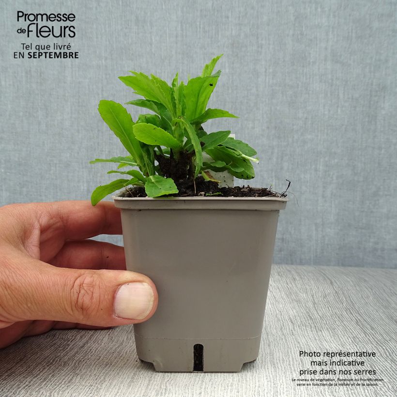 Ejemplar de Helenium Okra Sundae Maceta de 8/9 cm entregado en otoño