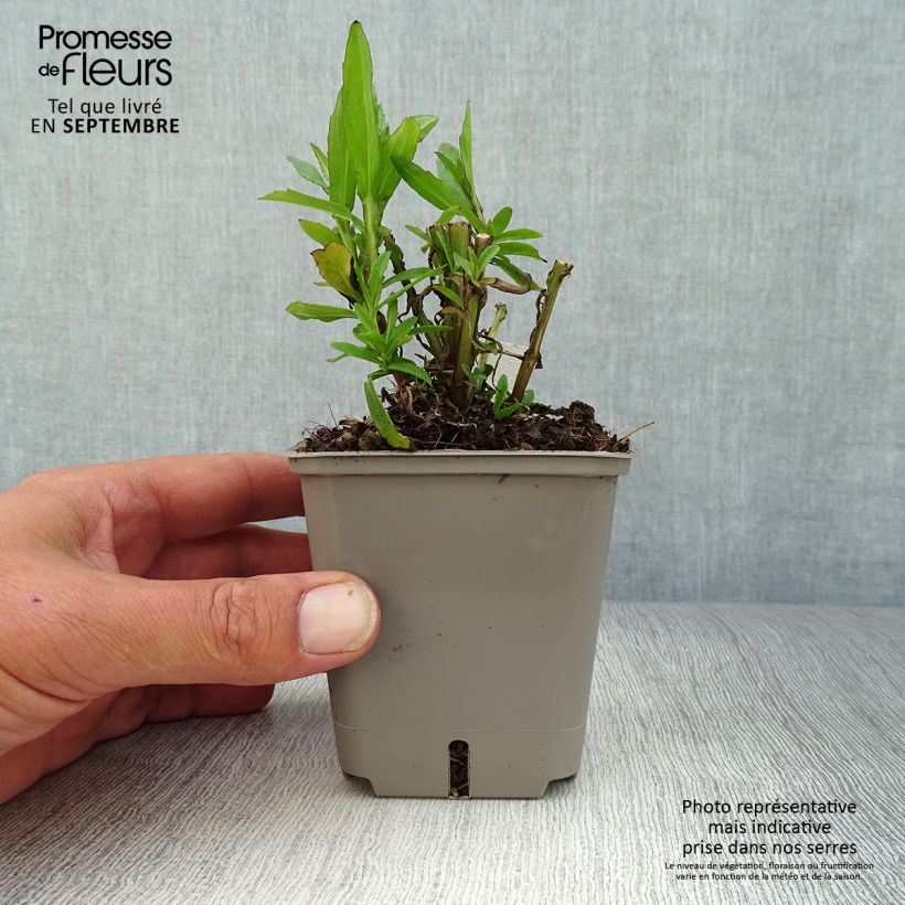 Ejemplar de Helenium Strawberry Sundae Maceta de 8/9 cm entregado en otoño
