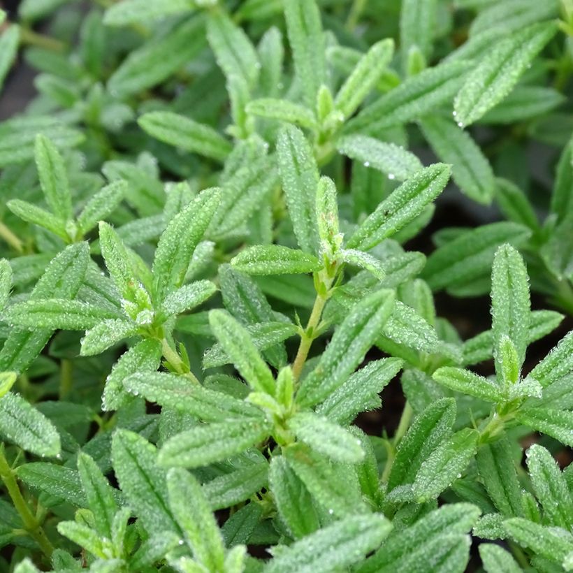 Helianthemum Golden Queen (Follaje)