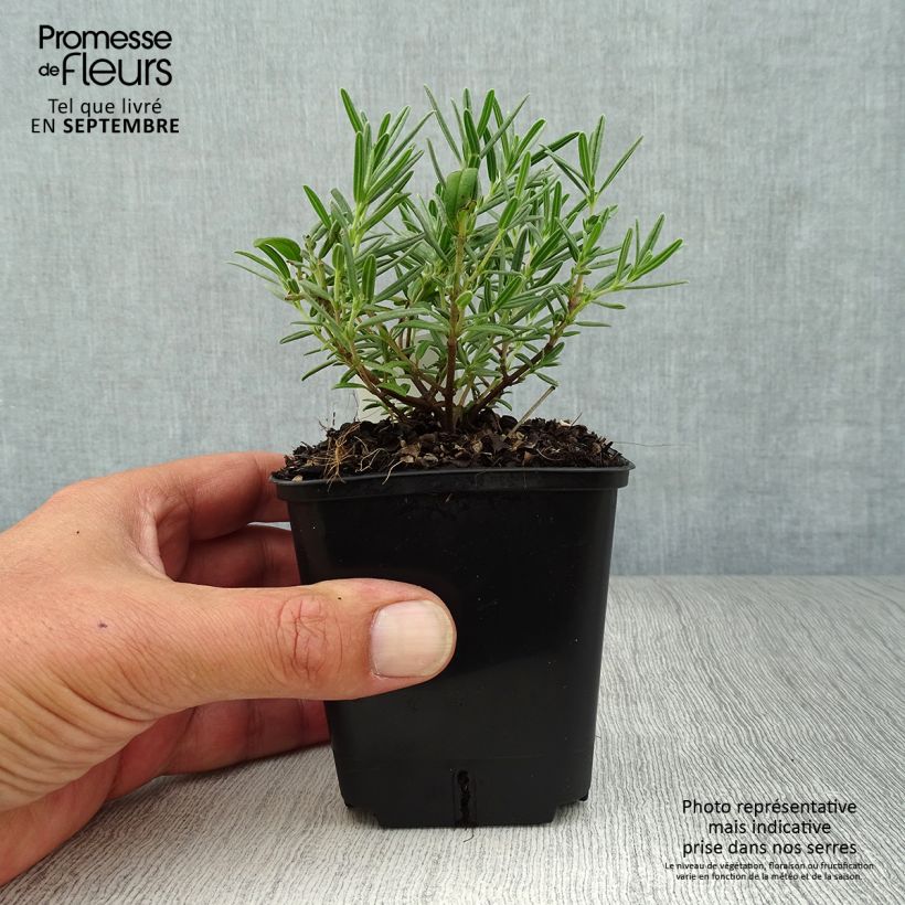 Ejemplar de Helianthemum Suprême Maceta de 8/9 cm entregado en otoño