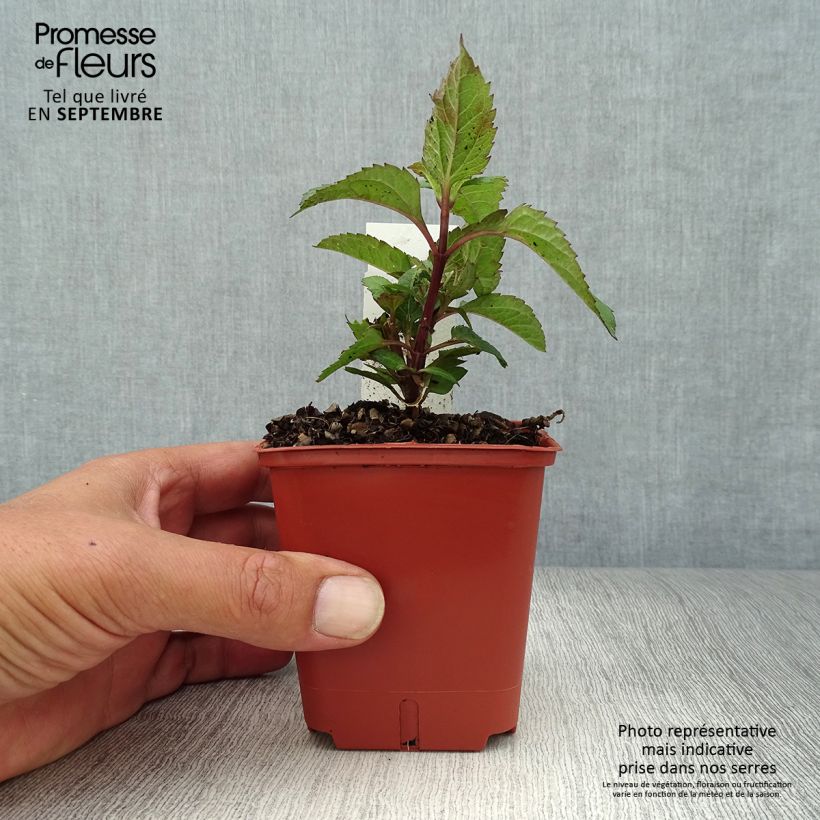 Ejemplar de Heliopsis helianthoides var. scabra Punto Rosso Maceta de 8/9 cm entregado en otoño