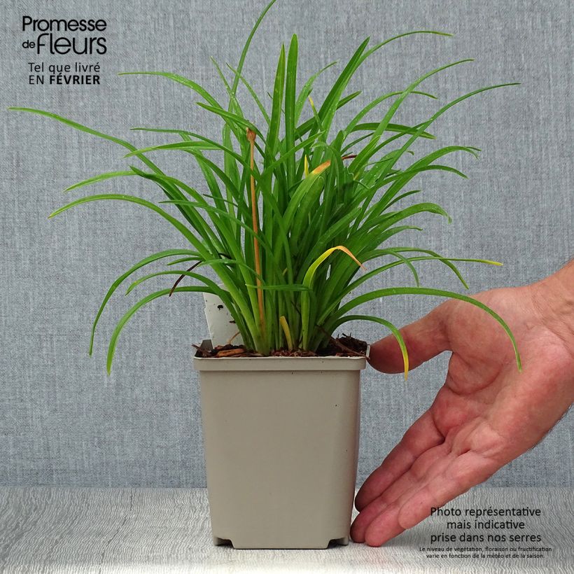 Ejemplar de Hemerocallis Everydaylily Cerise Maceta de 8/9 cm entregado en otoño