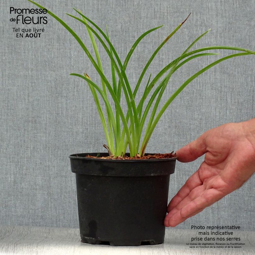 Ejemplar de Hemerocallis Mildred Mitchell Maceta 2L/3L entregado en verano