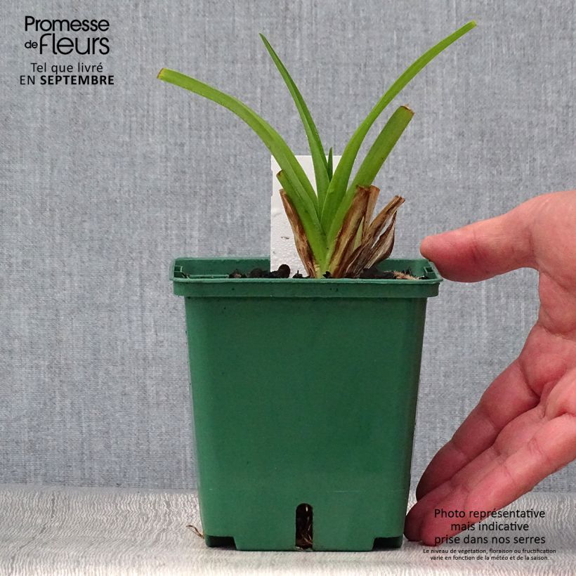 Ejemplar de Hemerocallis Pandora's Box Maceta 1L/1,5L entregado en otoño