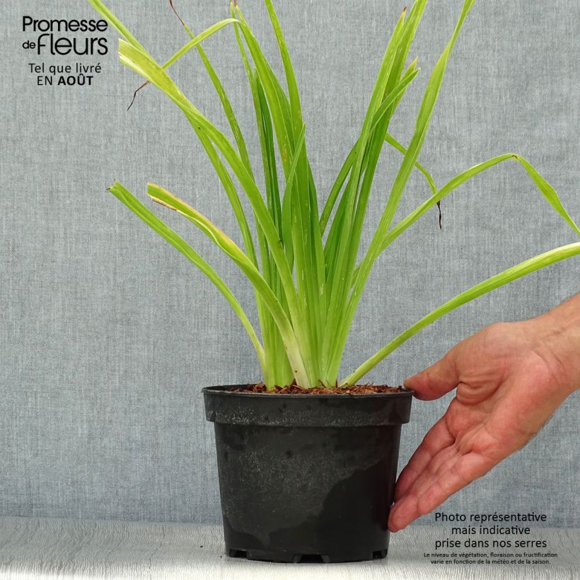 Ejemplar de Hemerocallis White Temptation Maceta 2L/3L entregado en verano