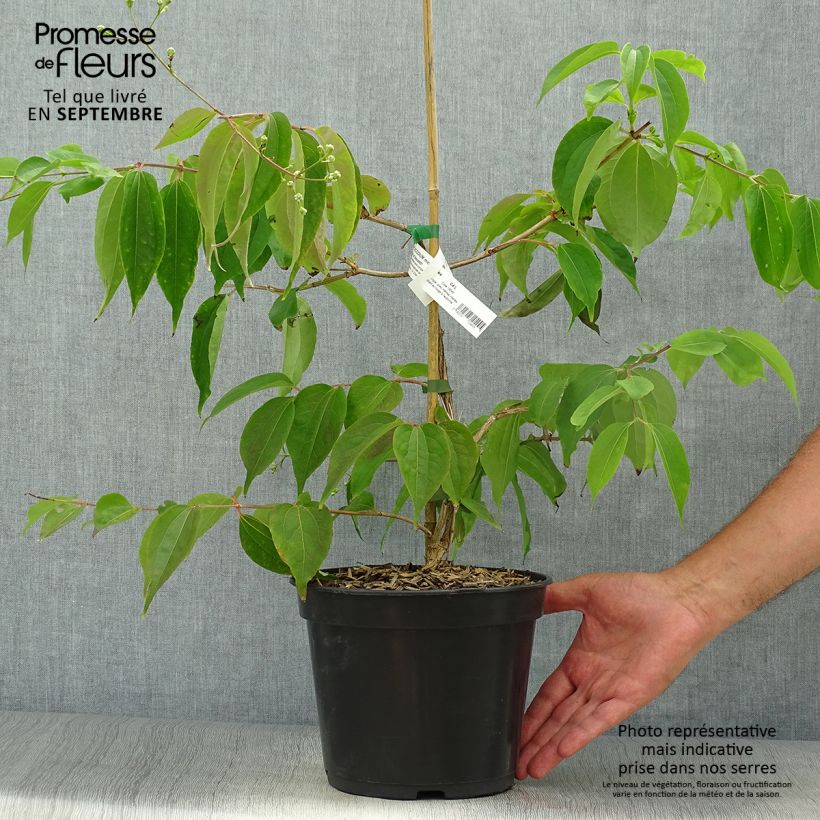 Ejemplar de Flor de siete hijos Temple of Bloom - Heptacodium miconioides Maceta 4L/5L entregado en otoño