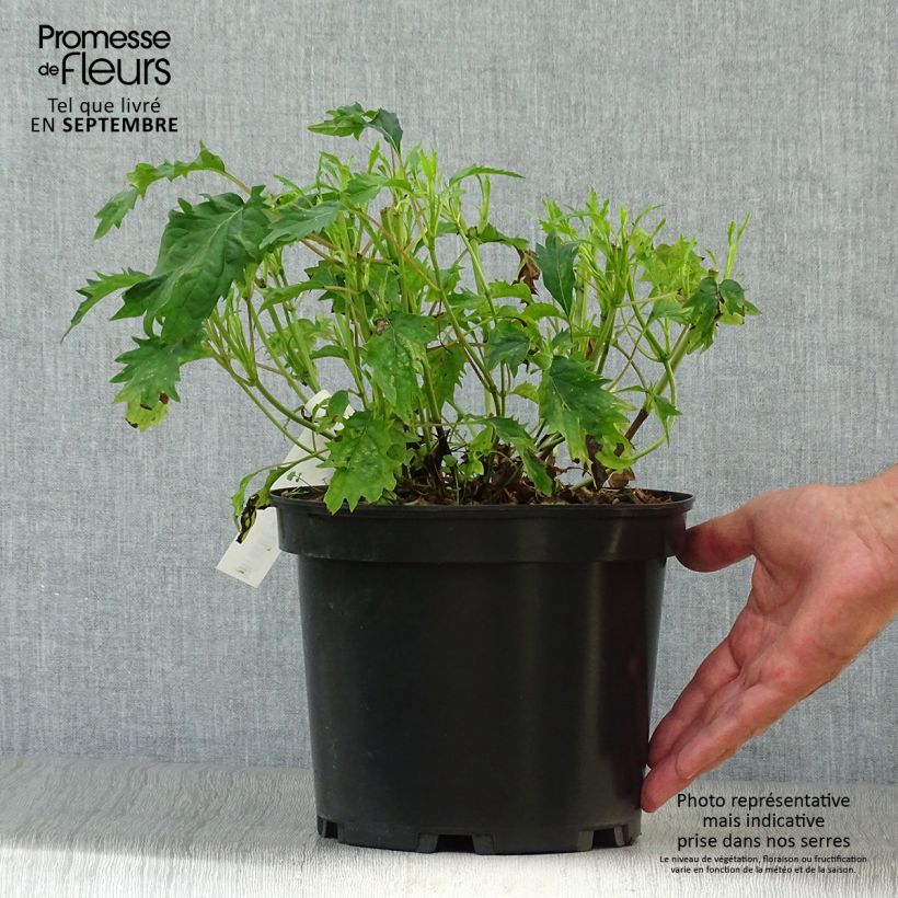 Ejemplar de Hortensia arborescens Emerald lace Maceta 4L/5L entregado en otoño