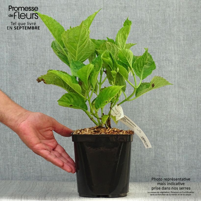 Ejemplar de Hortensia macrophylla Buchfink - Hydrangea Maceta 2L/3L entregado en otoño