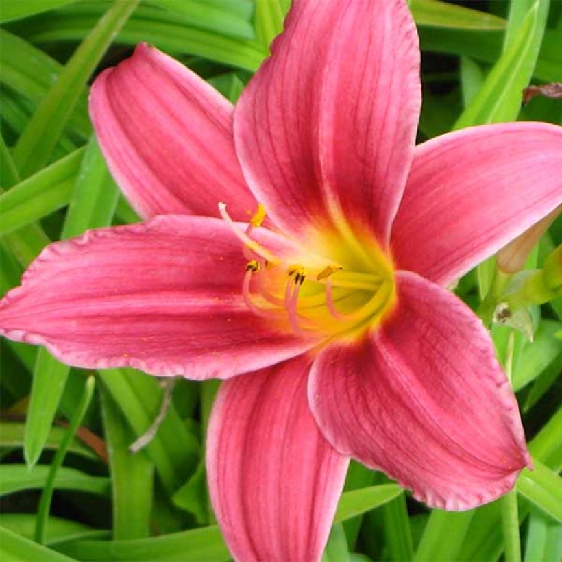 Hemerocallis Baby Betsy (Floración)