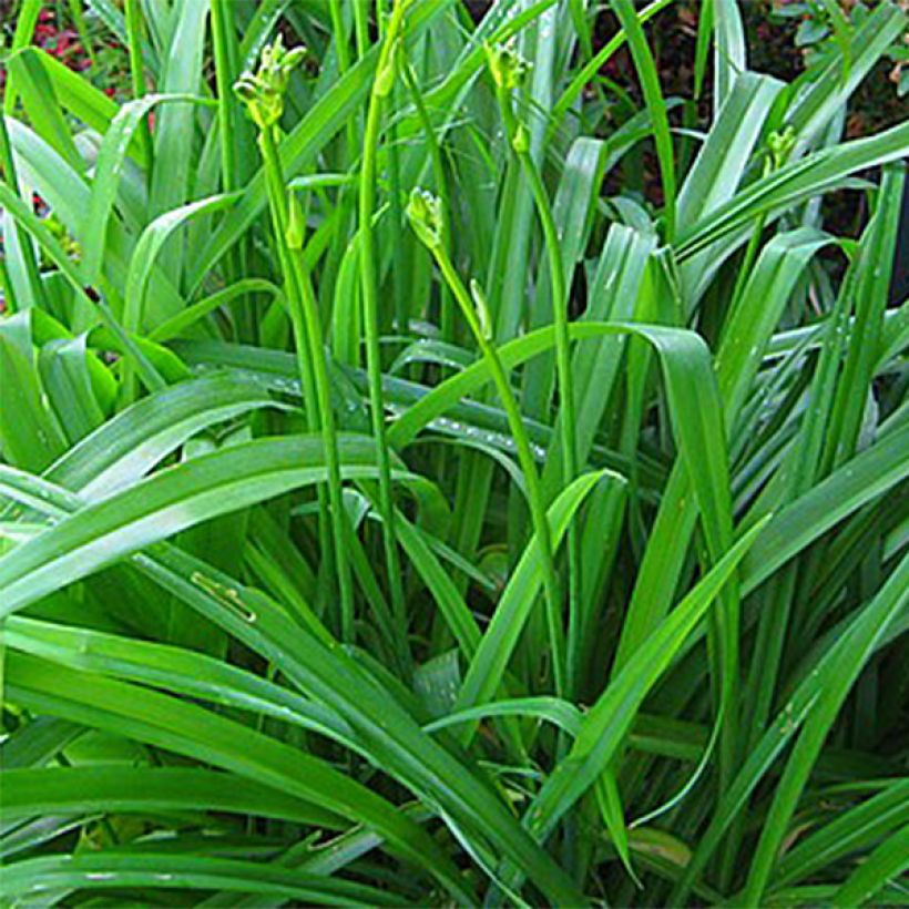 Hemerocallis Lime Frost (Follaje)