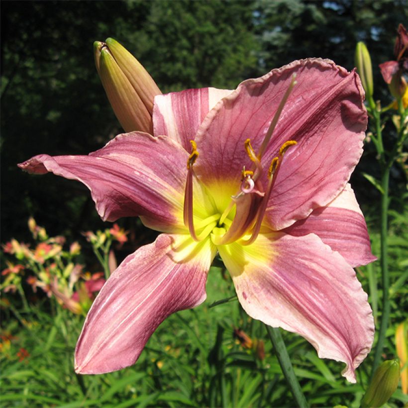 Hemerocallis Prairie Blue Eyes (Floración)