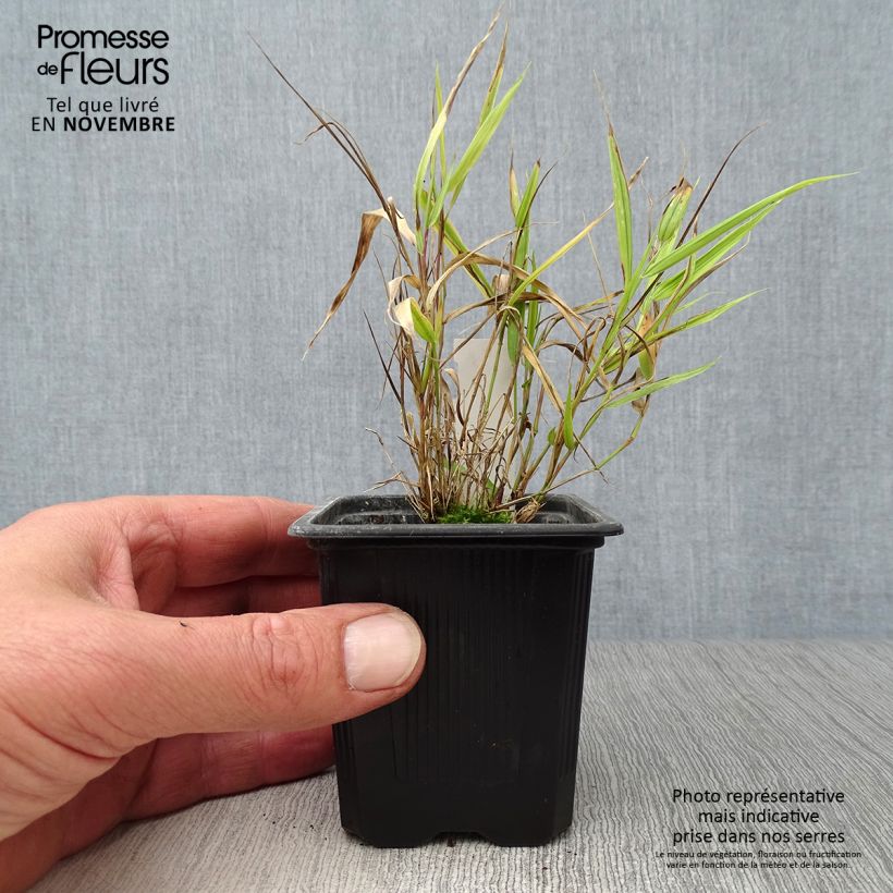 Ejemplar de Hakonechloa macra Aureola Maceta de 8/9 cm entregado en otoño