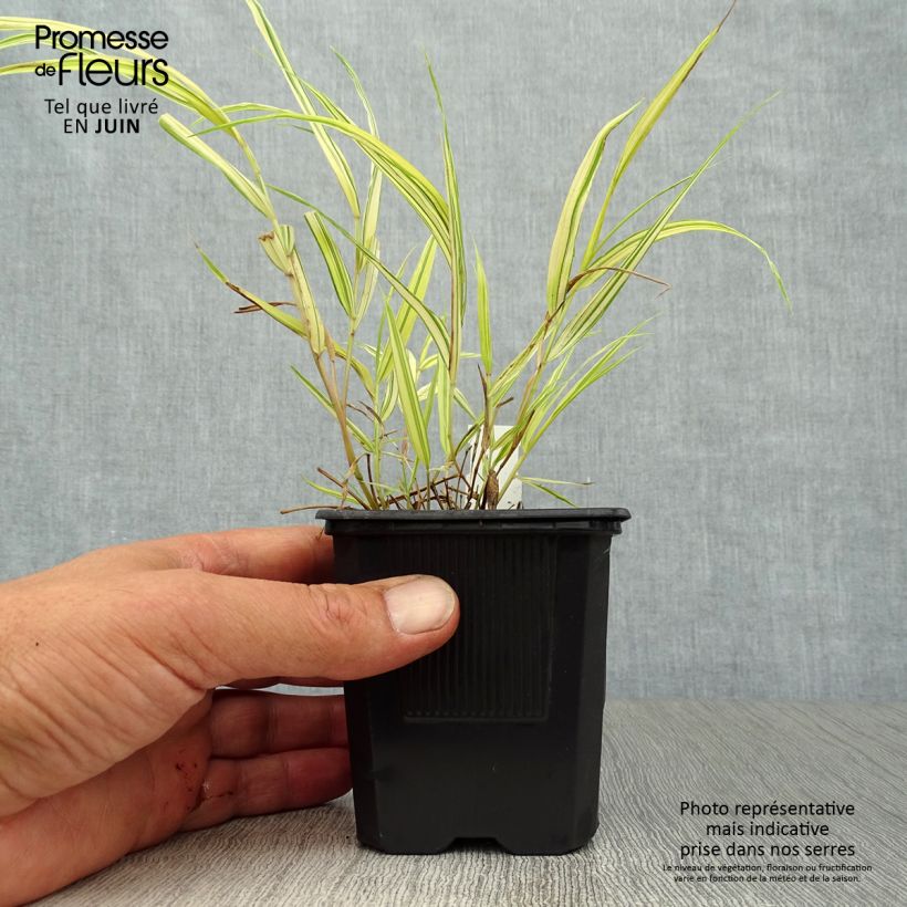 Ejemplar de Hakonechloa macra Aureola Maceta de 8/9 cm entregado en verano