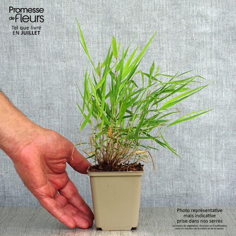 Ejemplar de Hakonechloa macra Beni-Kaze - Herbe du Japon Godet de 9cm entregado en verano