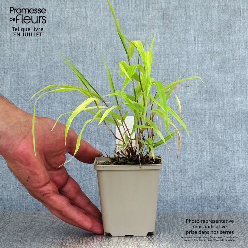 Ejemplar de Hakonechloa macra Sunflare - Herbe du Japon en godet de 8 cm entregado en verano