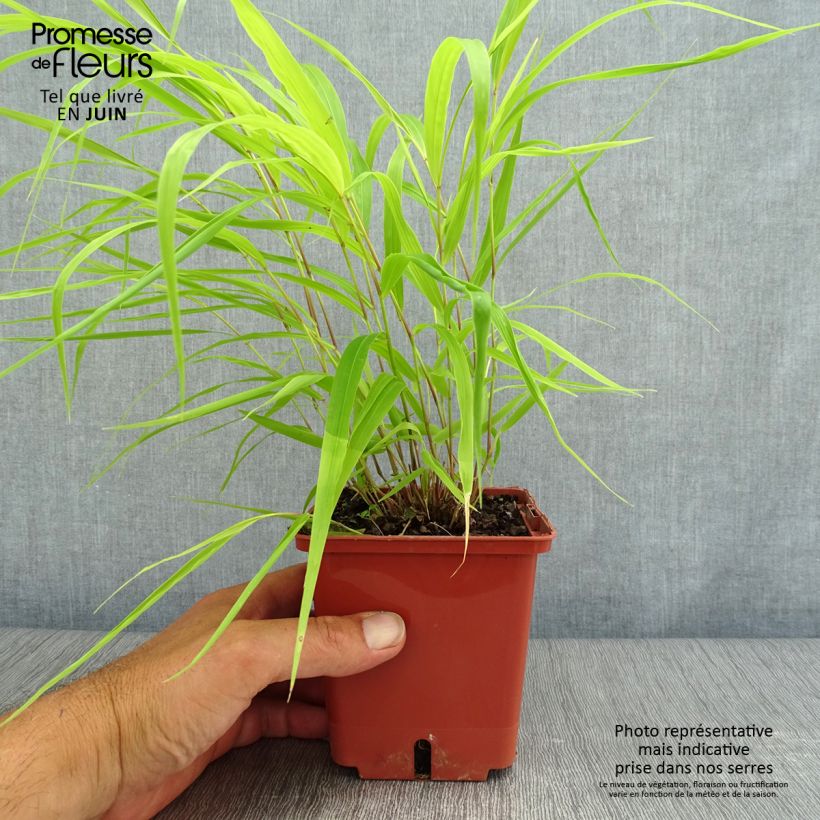 Ejemplar de Hakonechloa macra Sunflare - Herbe du Japon en pot de 1.5/2 litres entregado en verano