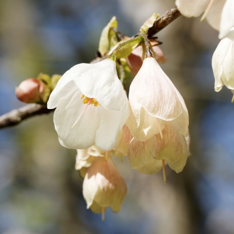 Halesia carolina U.Conn (Floración)