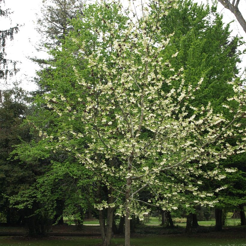 Halesia carolina U.Conn (Porte)