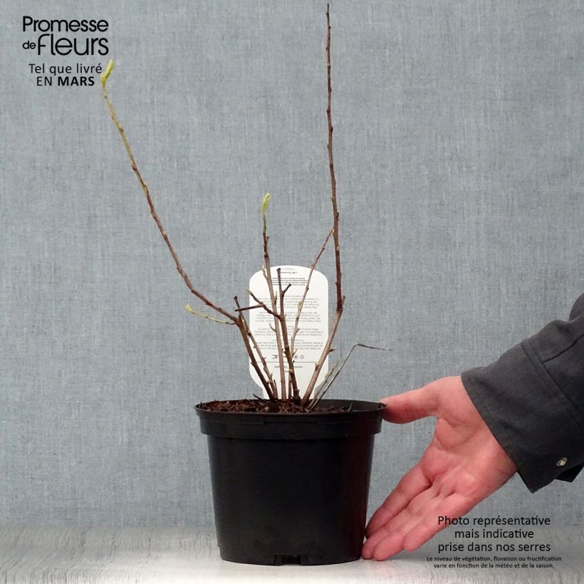 Halesia monticola Variegata Maceta 2L/3L Ejemplar entregado en la primavera