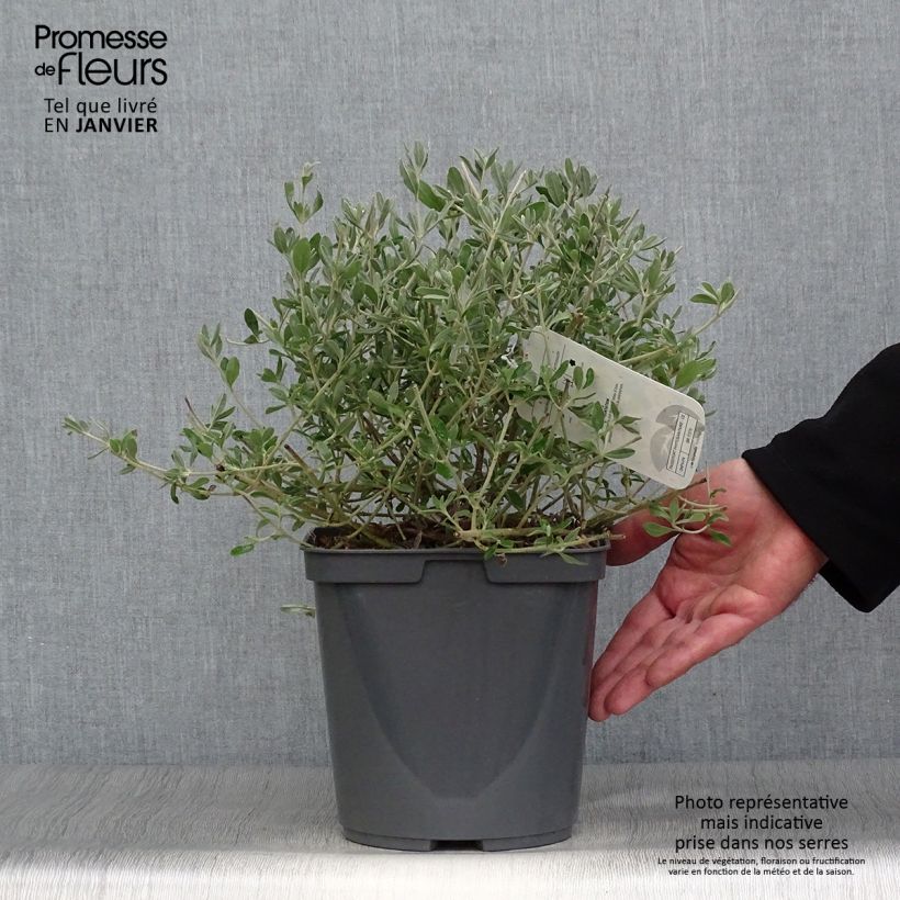 Jara lanuda - Halimium lasianthum subsp. formosum Maceta 4L/5L Ejemplar entregado en invierno