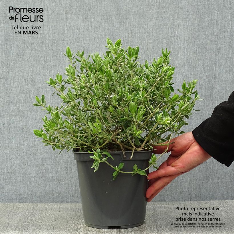 Jara lanuda - Halimium lasianthum subsp. formosum Maceta 4L/5L Ejemplar entregado en la primavera