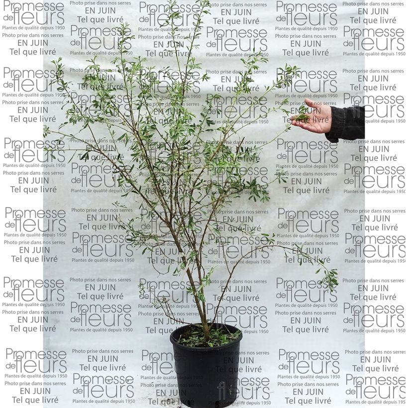 Ejemplo de ejemplar de Halimodendron halodendron - Salígnite Maceta 12L/15LAltura de entrega aprox. 60/80cm tal y como se entrega