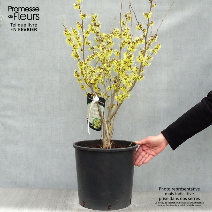 Hamamelis intermedia Arnold Promise Maceta 18L/20L Ejemplar entregado en invierno