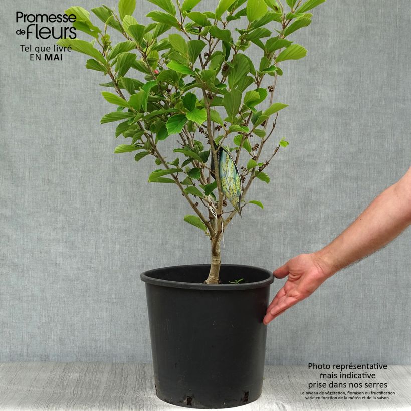 Hamamelis intermedia Arnold Promise - Noisetier de Sorcière pot de 18/20L Ejemplar entregado en la primavera
