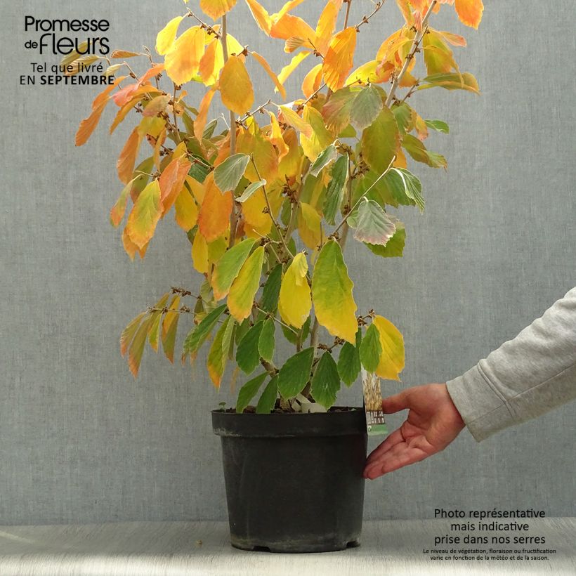 Ejemplar de Hamamelis intermedia Arnold Promise Maceta 4L/5L entregado en otoño