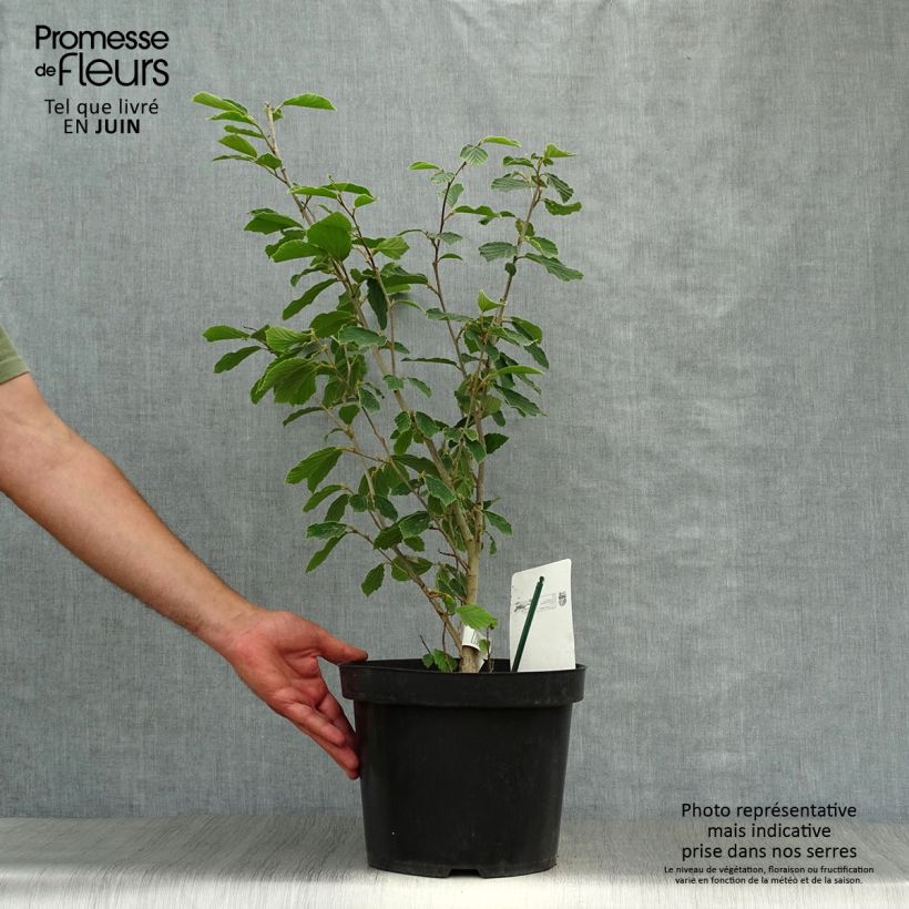 Ejemplar de Hamamelis intermedia Arnold Promise - Noisetier de Sorcière pot de 7L entregado en verano