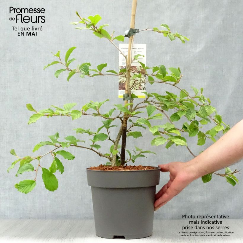 Hamamelis japonica Pendula - Hamamelis pleureur Pot de 6/7L Ejemplar entregado en la primavera
