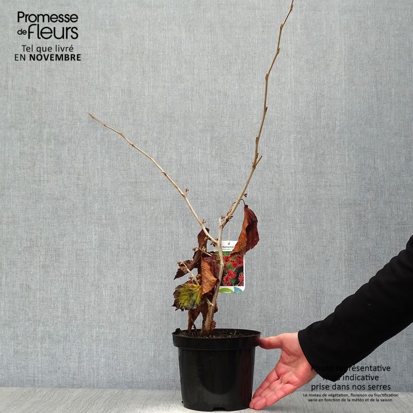Ejemplar de Hamamelis intermedia Jelena Maceta 2L/3L entregado en otoño