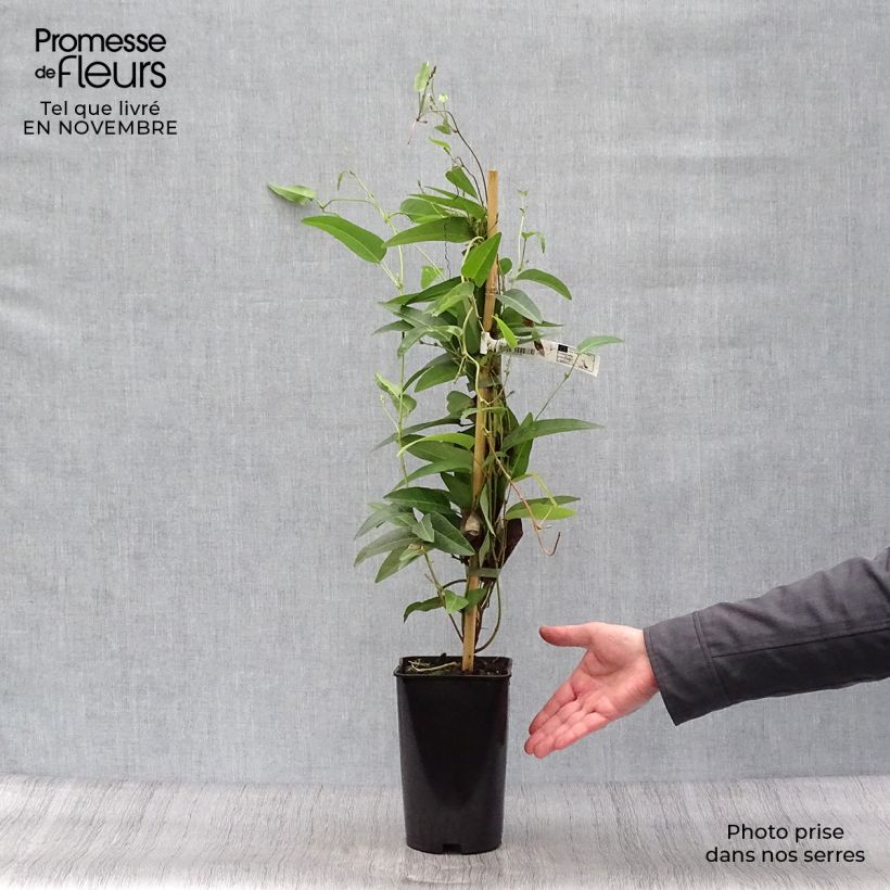 Ejemplar de Hardenbergia violacea - Guisante de coral púrpura Maceta 2L/3L entregado en otoño
