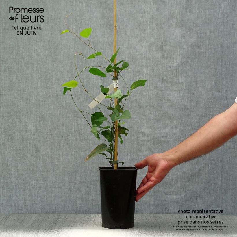 Ejemplar de Hardenbergia violacea - Guisante de coral púrpura Maceta 2L/3LAltura de entrega aprox. 60/70cm entregado en verano