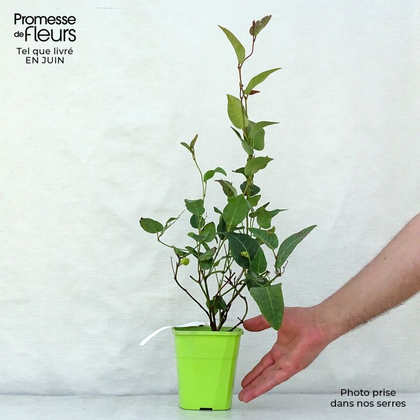 Ejemplar de Hardenbergia violacea Regent - Guisante de coral púrpura Maceta 1L/1,5L entregado en verano
