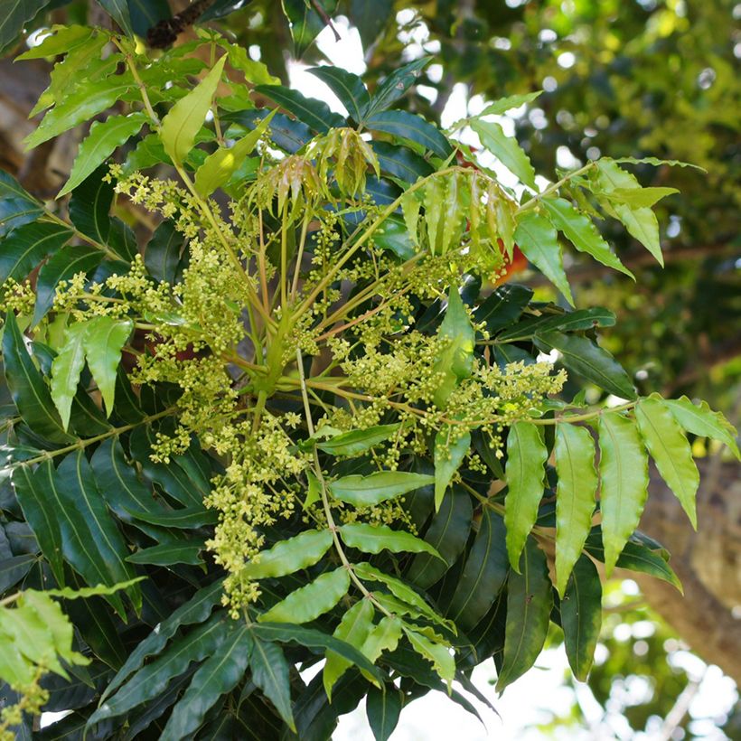 Harpephyllum caffrum - Ciruelo de los cafres (Floración)