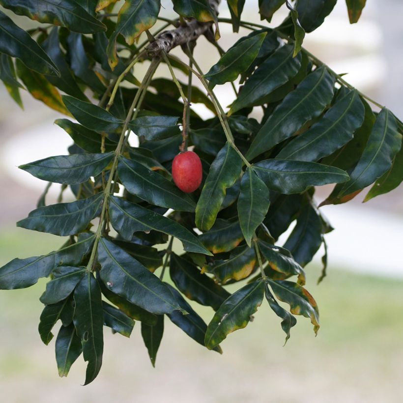 Harpephyllum caffrum - Ciruelo de los cafres (Cosecha)