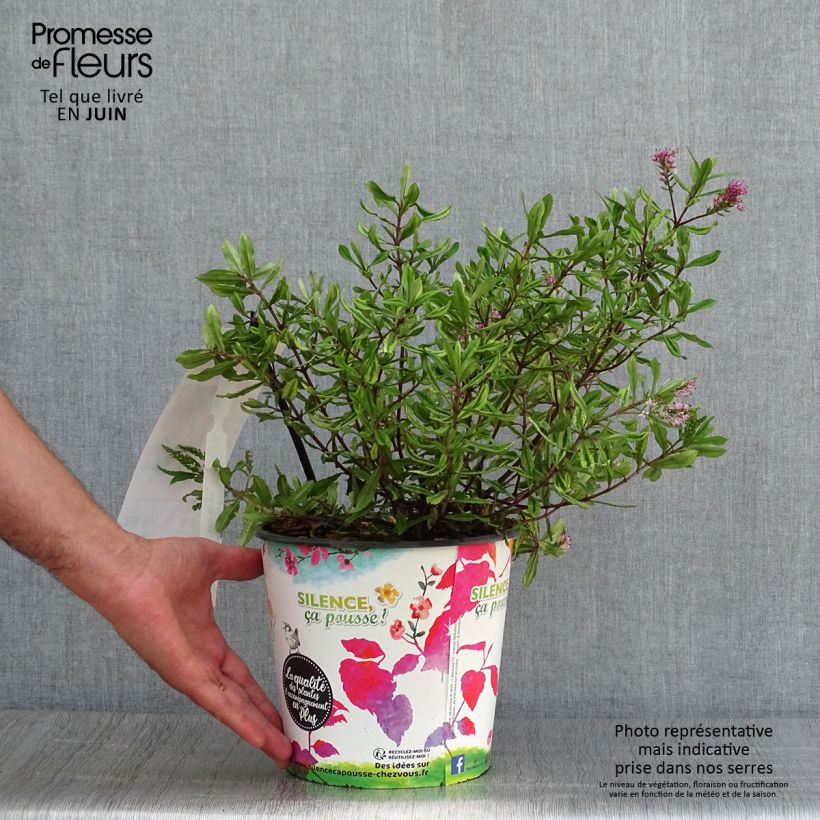 Ejemplar de Hebe Celebration - Véronique arbustive Pot de 3L/4L entregado en verano