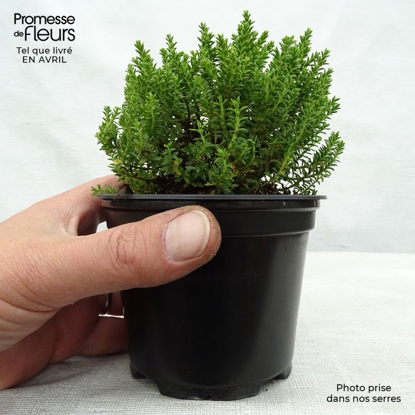 Hebe Emerald Green - Véronique arbustive Pot de 2L Ejemplar entregado en la primavera