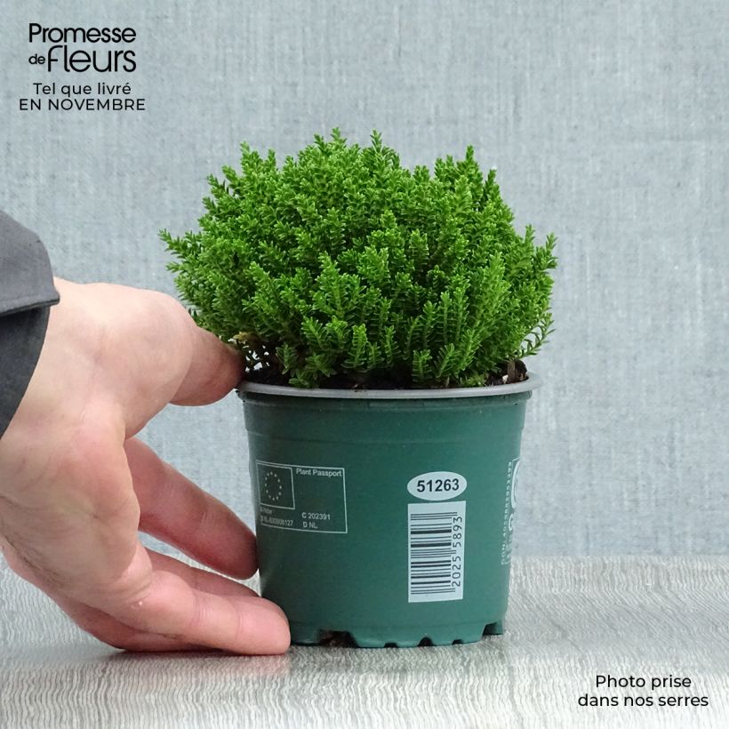 Ejemplar de Hebe Emerald Green Maceta 2L/3L entregado en otoño
