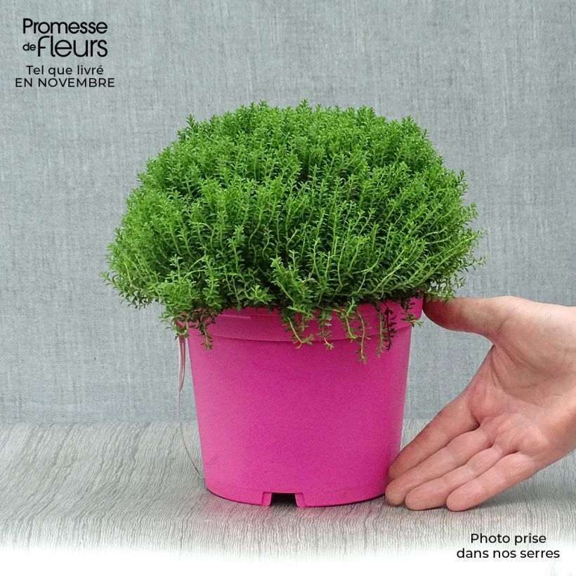 Ejemplar de Hebe Green Globe Maceta 1,5L/2L entregado en otoño