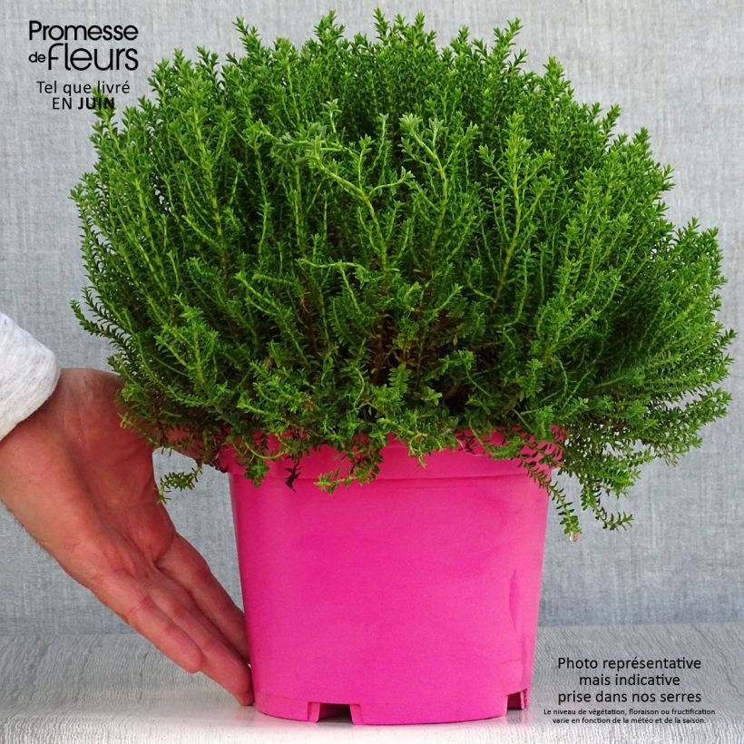 Ejemplar de Hebe Green Globe - Véronique arbustive Pot de 1.5L/2L entregado en verano