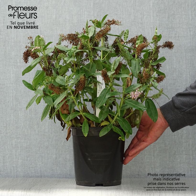 Ejemplar de Hebe Linda Maceta 3L/4L entregado en otoño