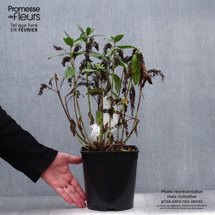 Hebe Linda  - Véronique arbustive Pot de 3L/4L Ejemplar entregado en invierno